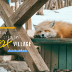 Content One day trip in Zao fox village